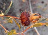 Rosa berberifolia