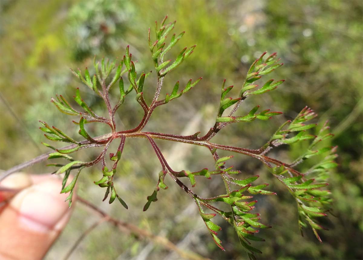 Image of Pelargonium myrrhifolium specimen.