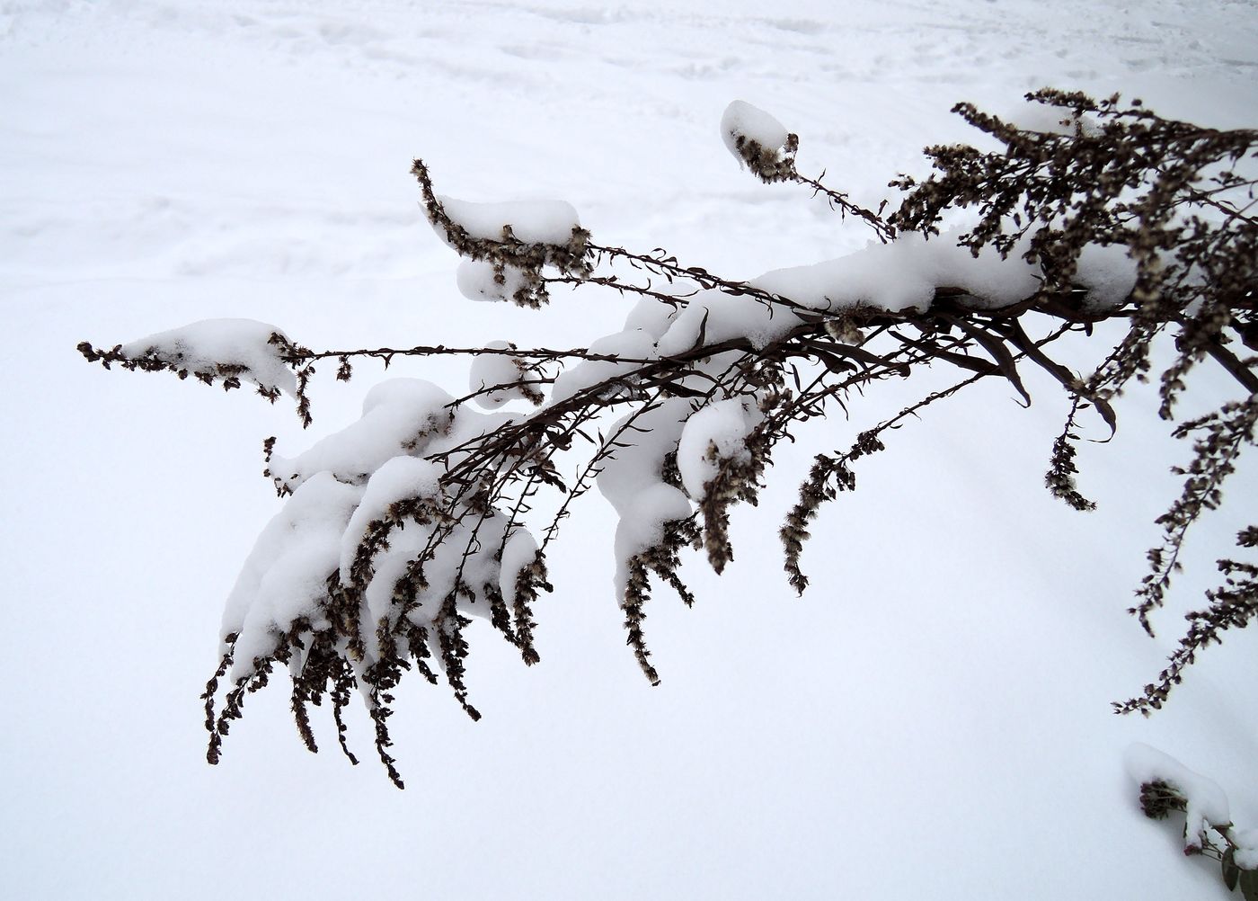 Изображение особи Solidago canadensis.