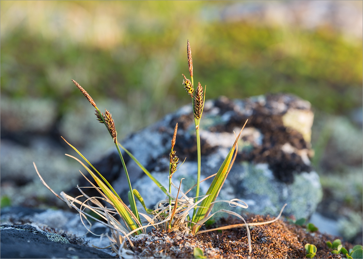 Изображение особи Carex bigelowii.