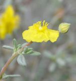 Helianthemum stipulatum