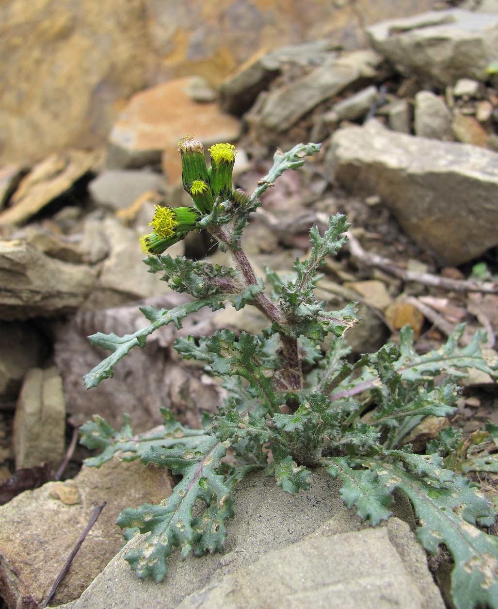 Image of Senecio vulgaris specimen.