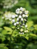 Actaea rubra form neglecta. Соплодие. Кировская обл., г. Киров, Ботанический сад Вятского государственного университета, в культуре. 07.07.2018.