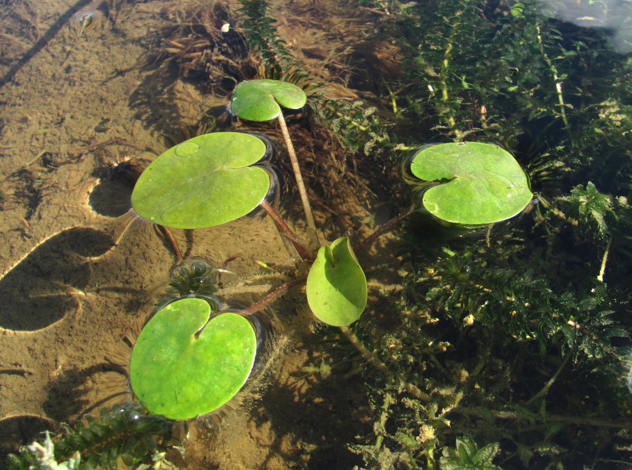 Image of Hydrocharis morsus-ranae specimen.