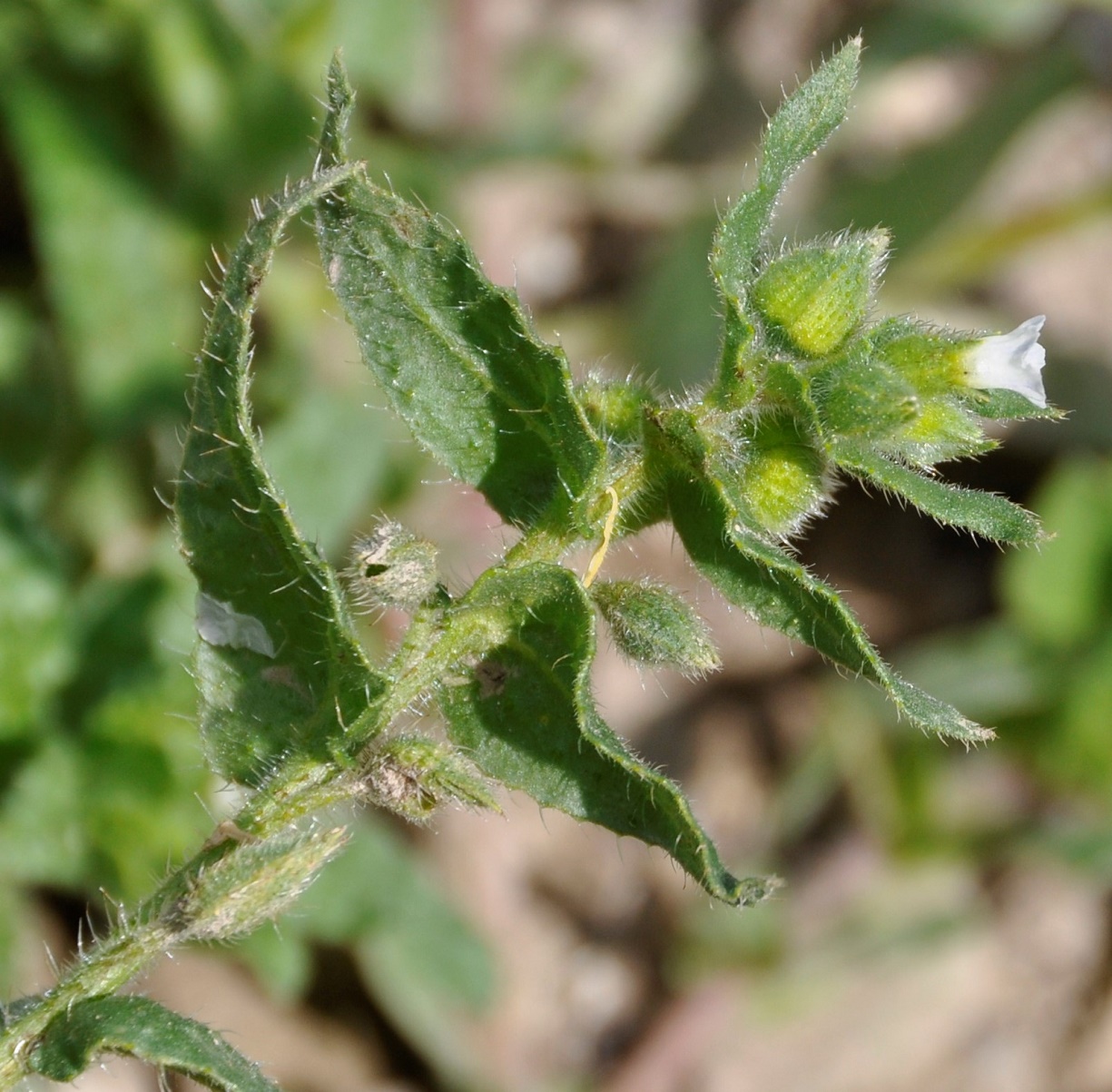 Image of Nonea echioides specimen.