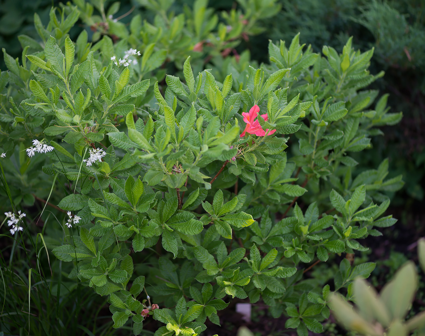 Image of genus Rhododendron specimen.