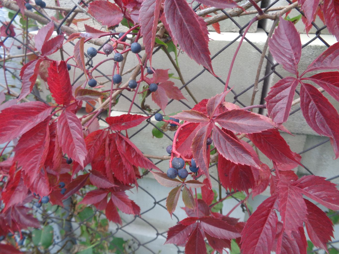 Image of Parthenocissus inserta specimen.