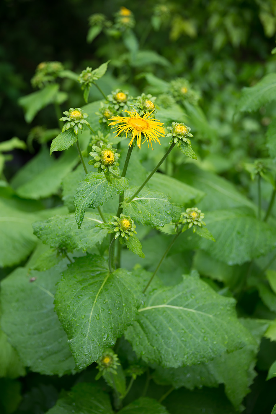 Изображение особи Telekia speciosa.