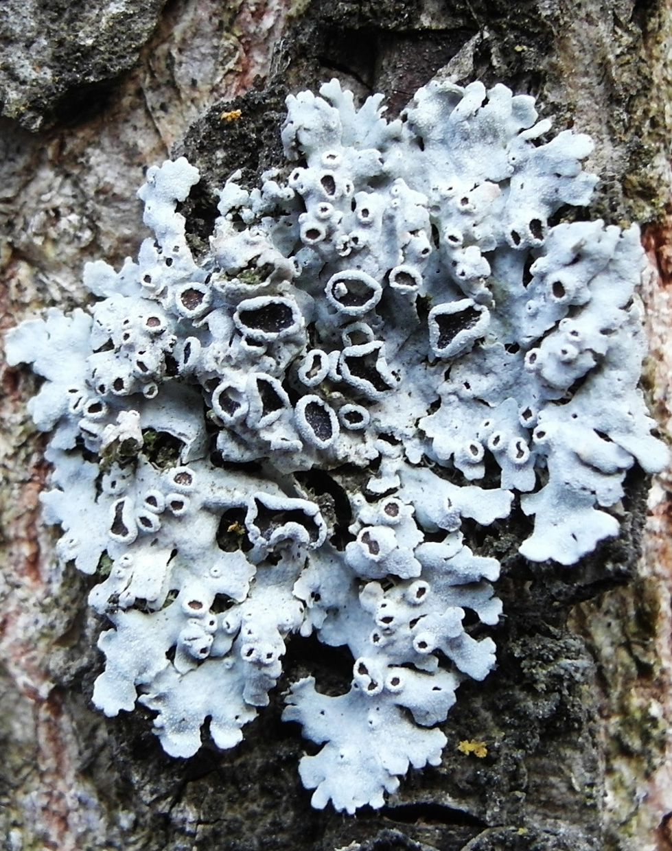 Image of Physcia biziana specimen.