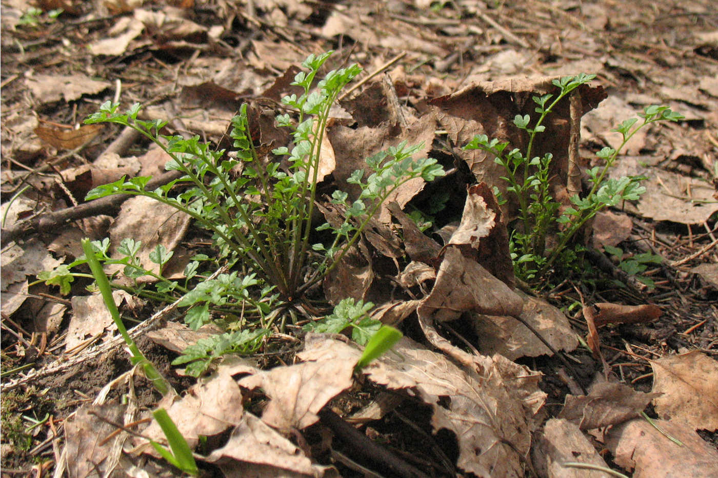 Изображение особи Cardamine impatiens.