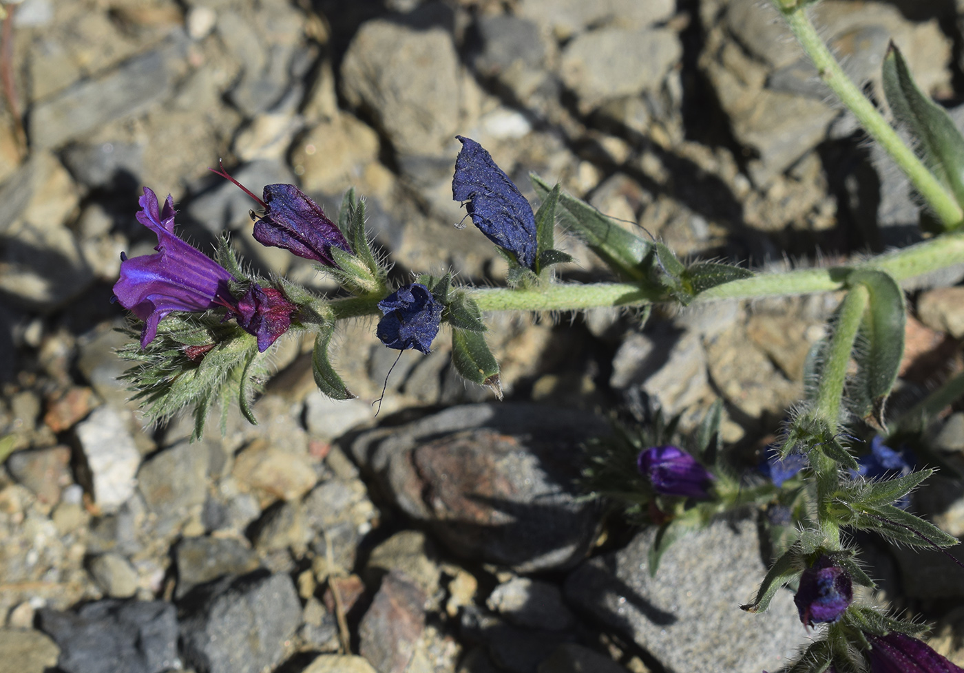 Image of Echium plantagineum specimen.