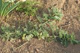 Astragalus nucifer