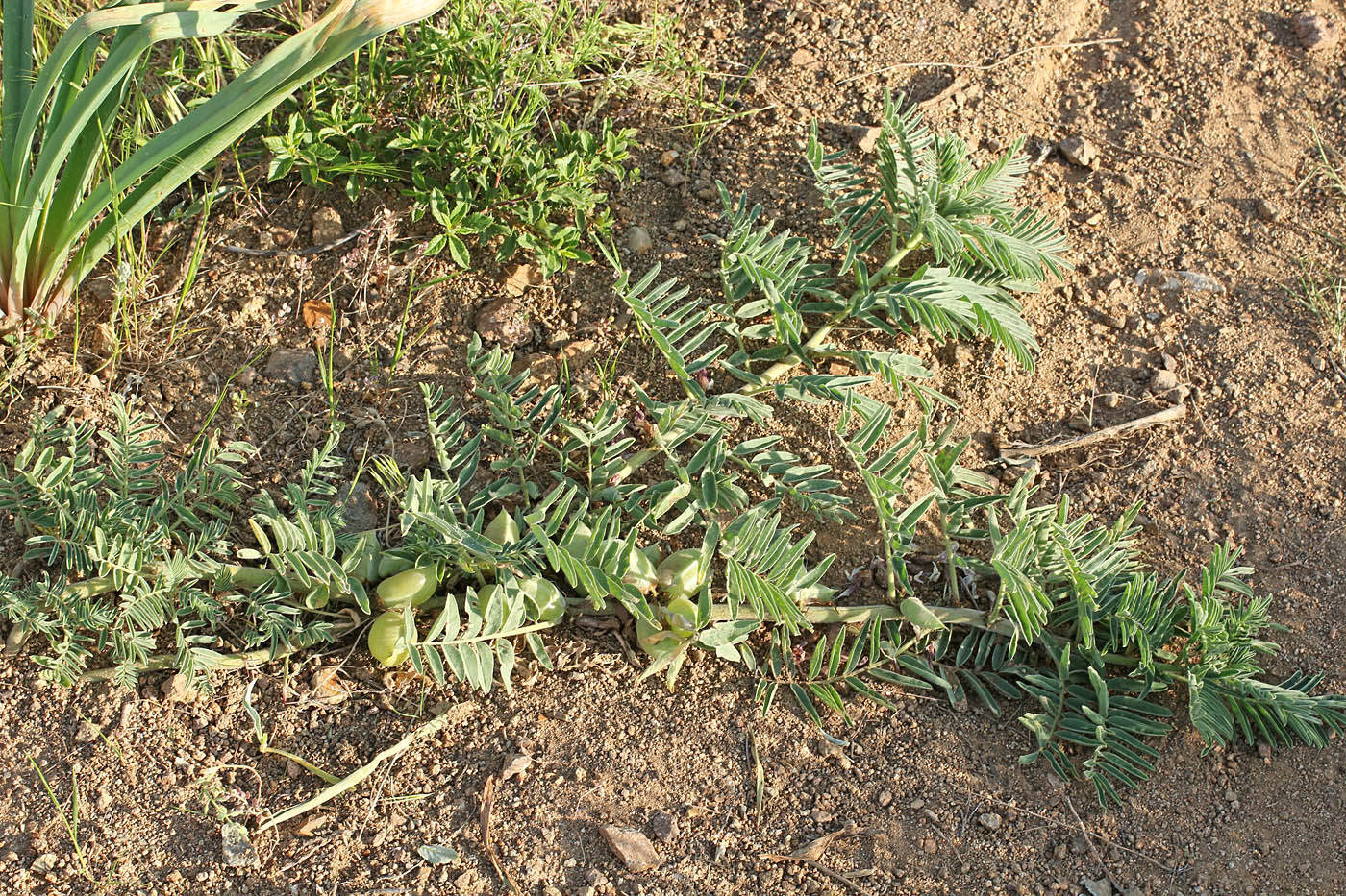 Image of Astragalus nucifer specimen.