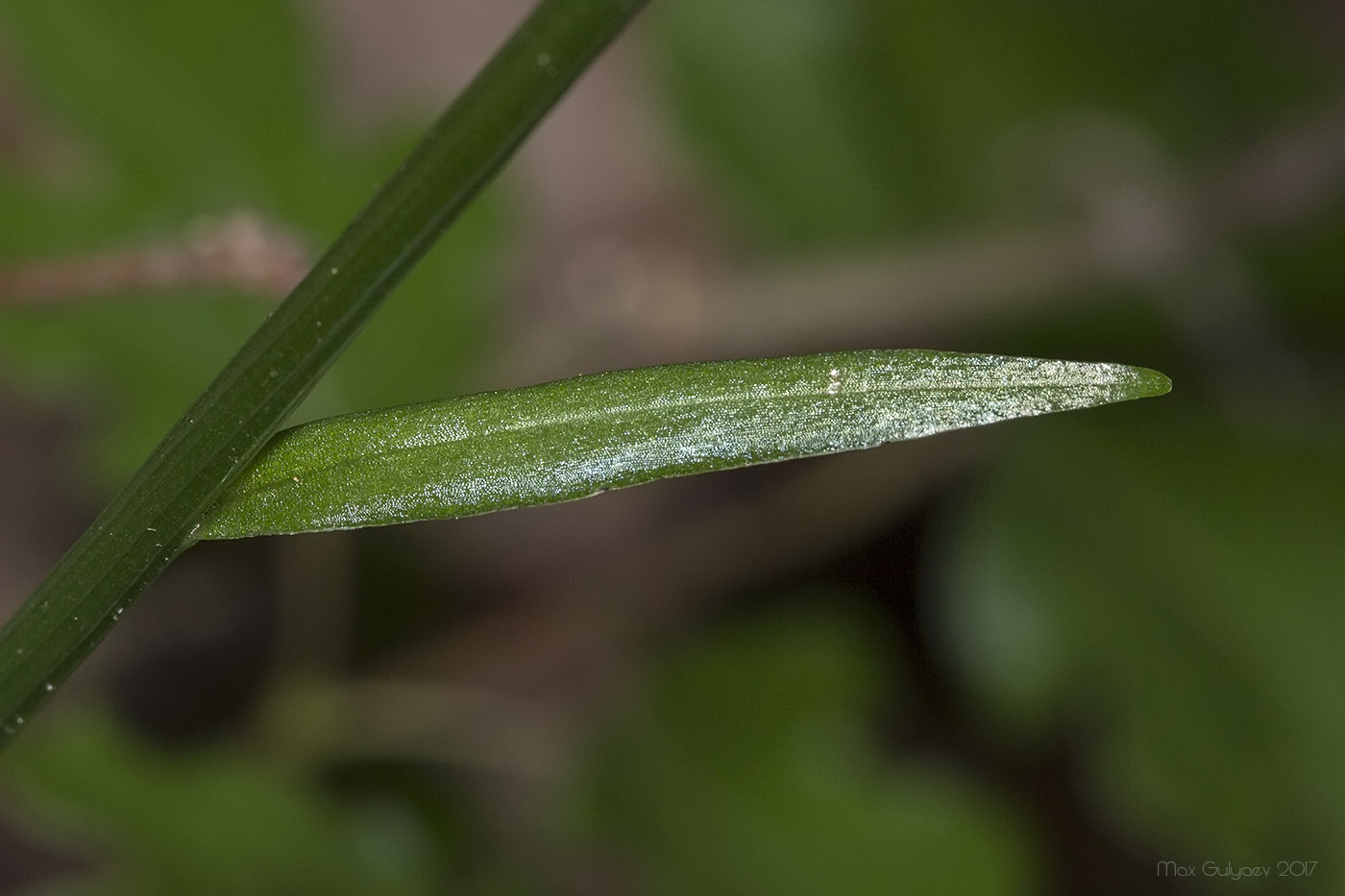 Image of Platanthera chlorantha specimen.