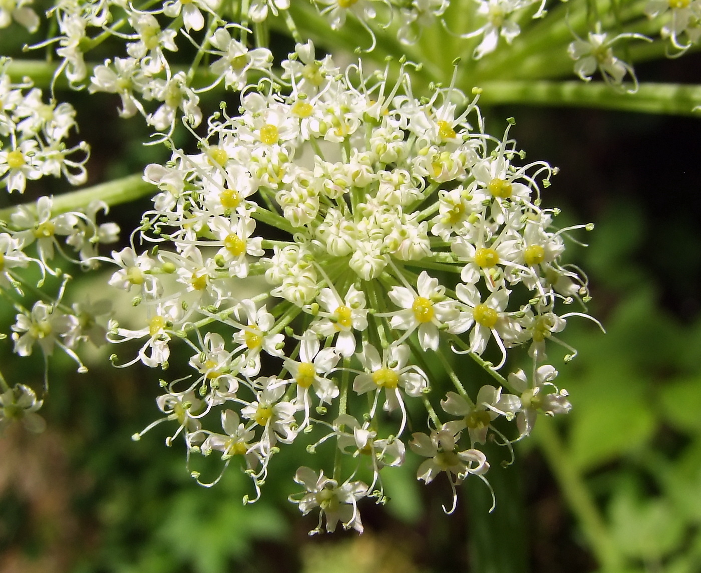 Изображение особи Coelopleurum gmelinii.