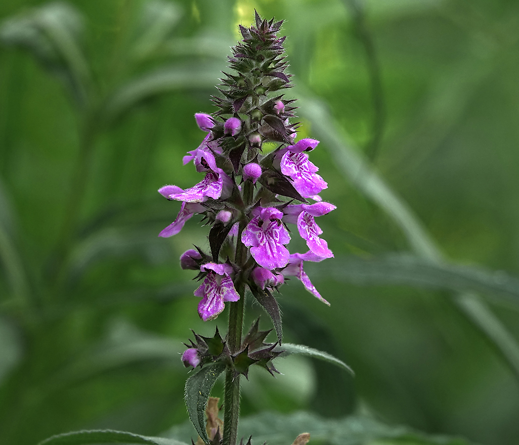 Изображение особи Stachys palustris.