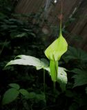 Arisaema jacquemontii