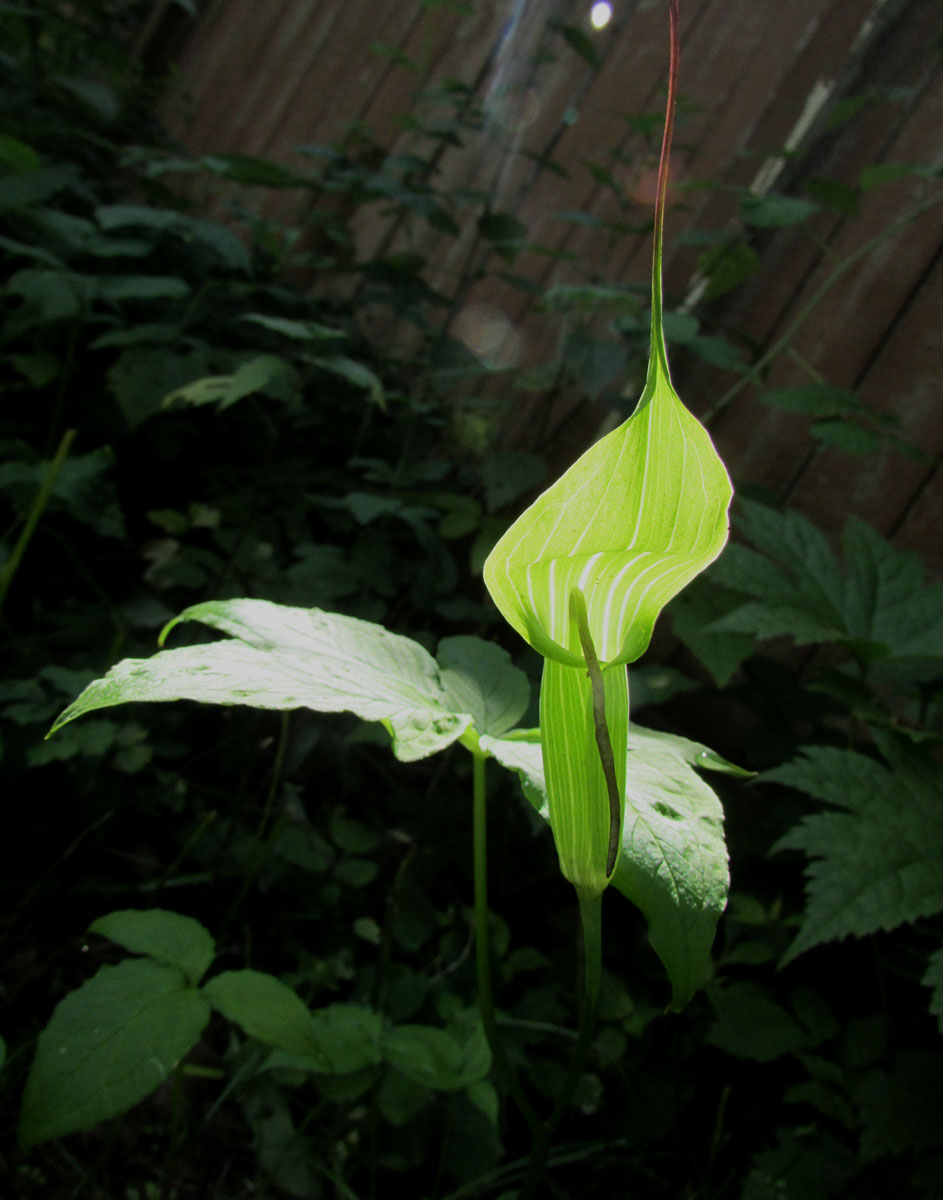 Изображение особи Arisaema jacquemontii.