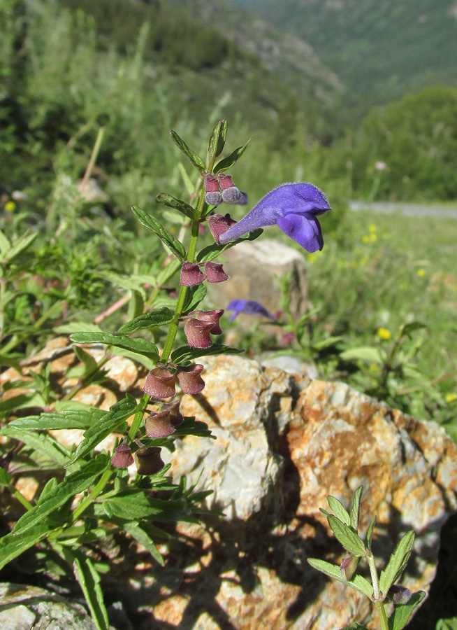 Изображение особи Scutellaria scordiifolia.