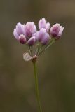 Allium tenuissimum