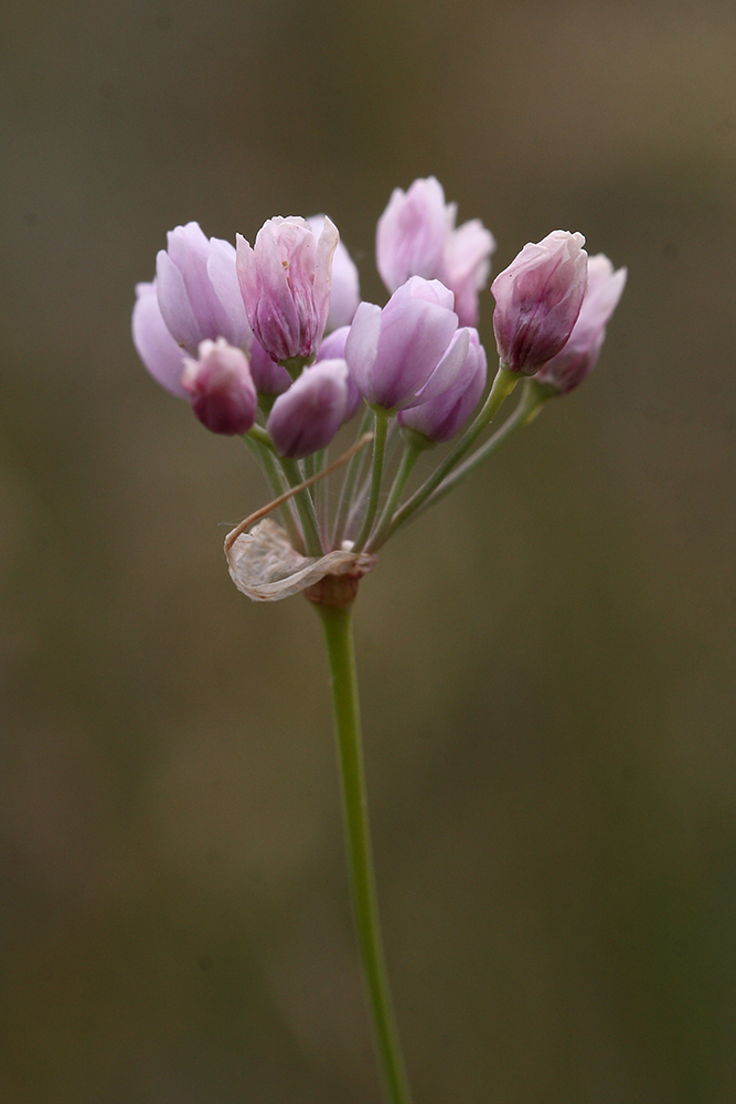 Image of Allium tenuissimum specimen.