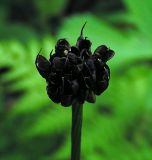 Trollius altaicus