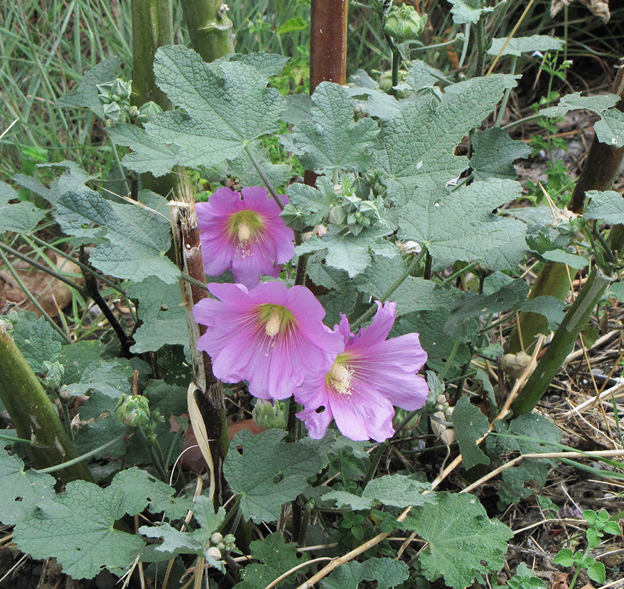 Image of Alcea rosea specimen.