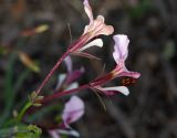 Pelargonium tetragonum