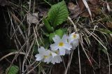 Primula vulgaris. Цветущее растение. Турция, ил Артвин, окр. монастыря Парехи, луг рядом ручьем. 25.04.2019.