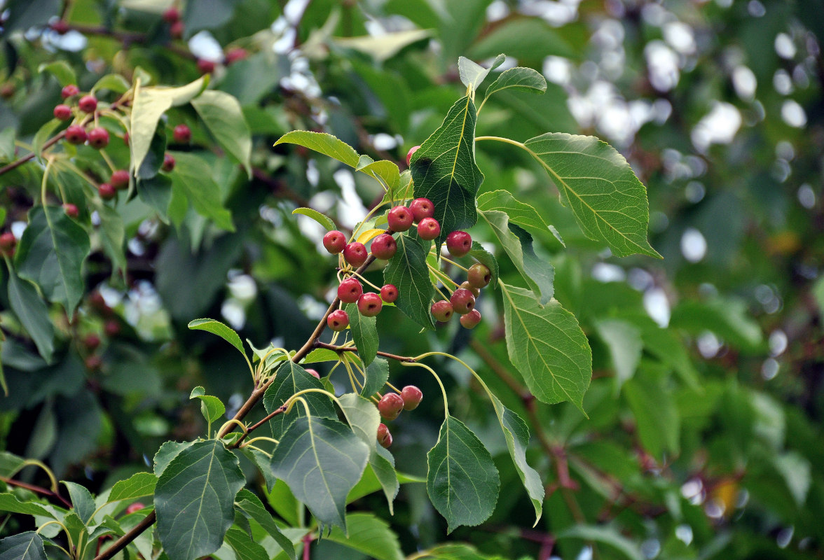 Изображение особи Malus baccata.