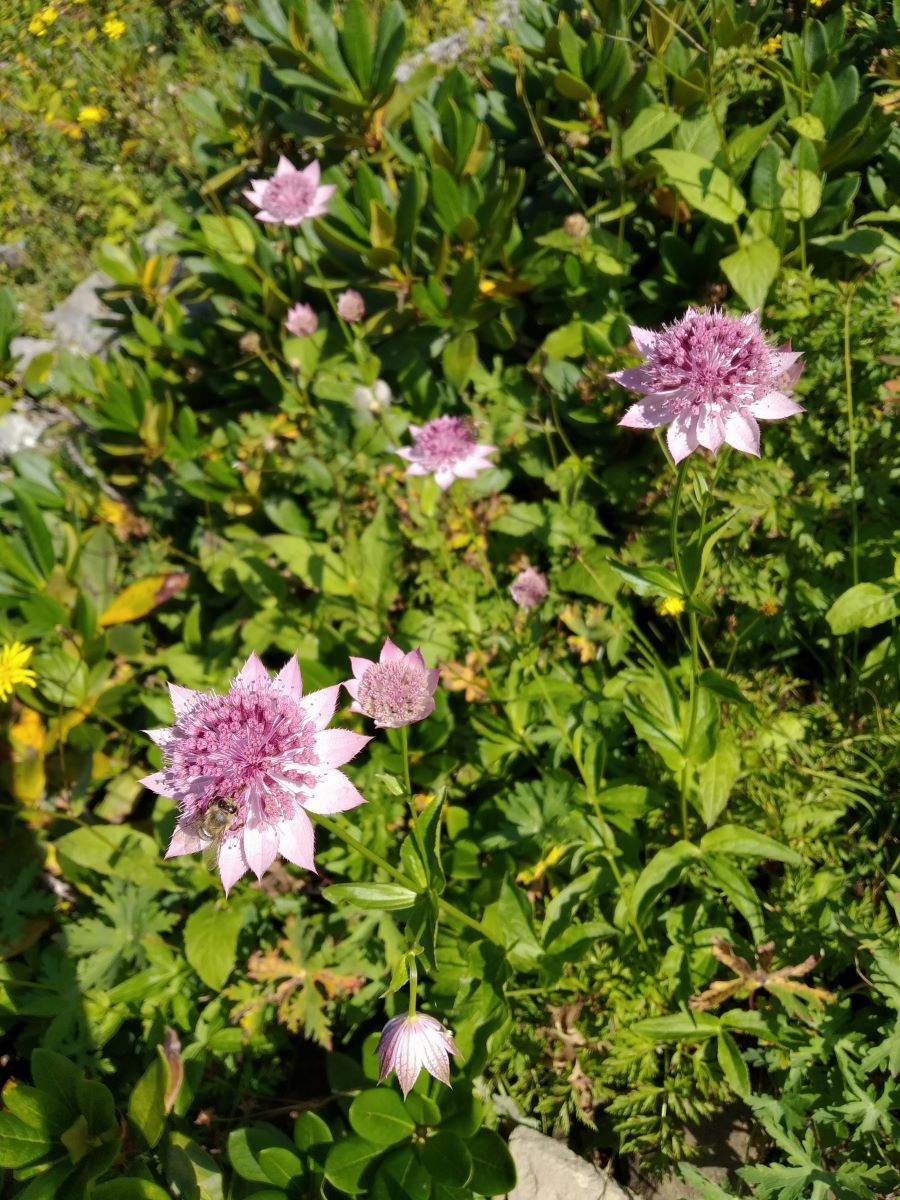 Image of Astrantia maxima specimen.