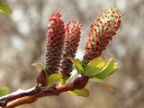 Salix fuscescens