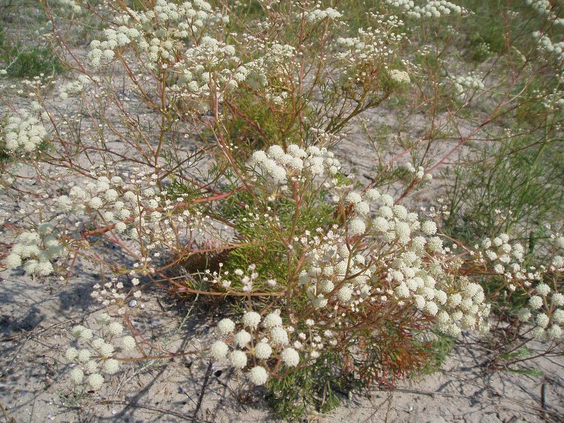 Image of Seseli arenarium specimen.