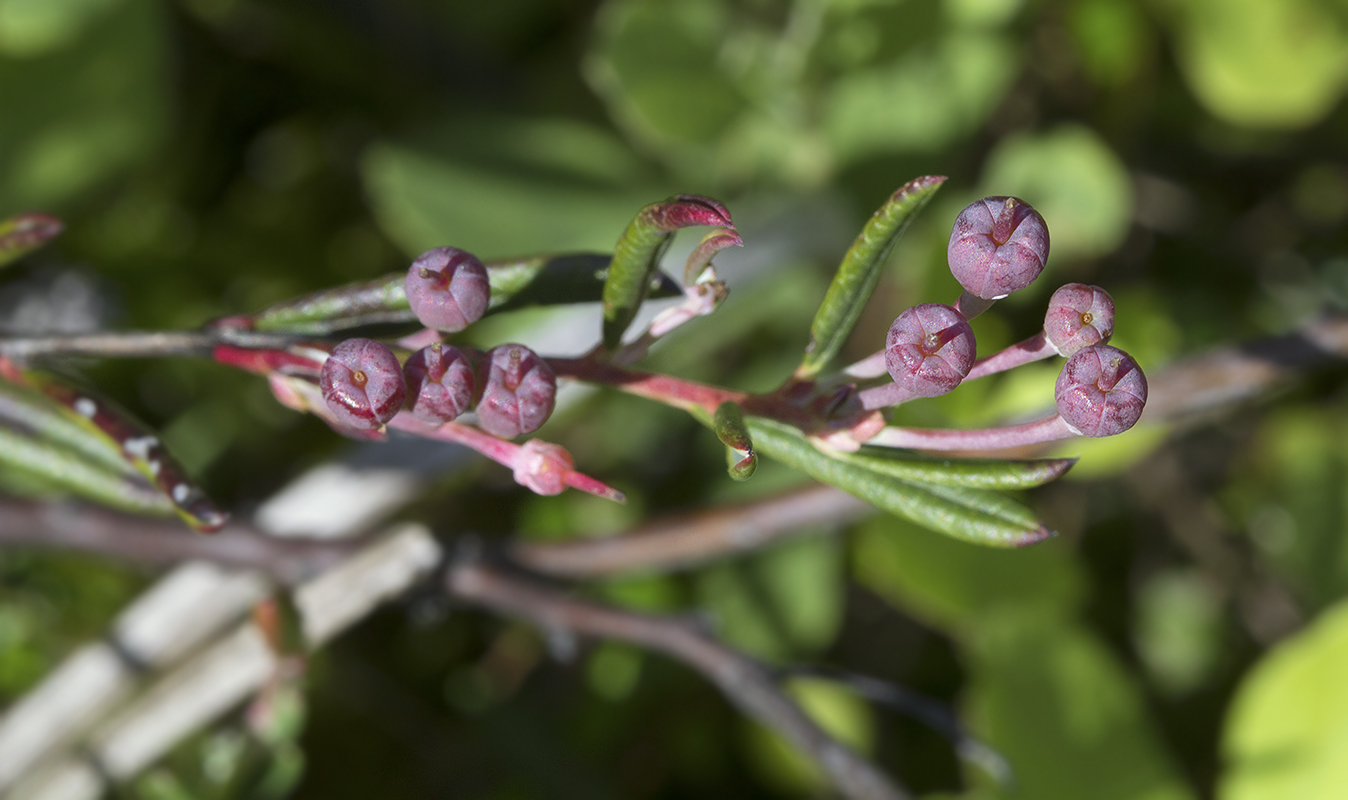 Изображение особи Andromeda polifolia.