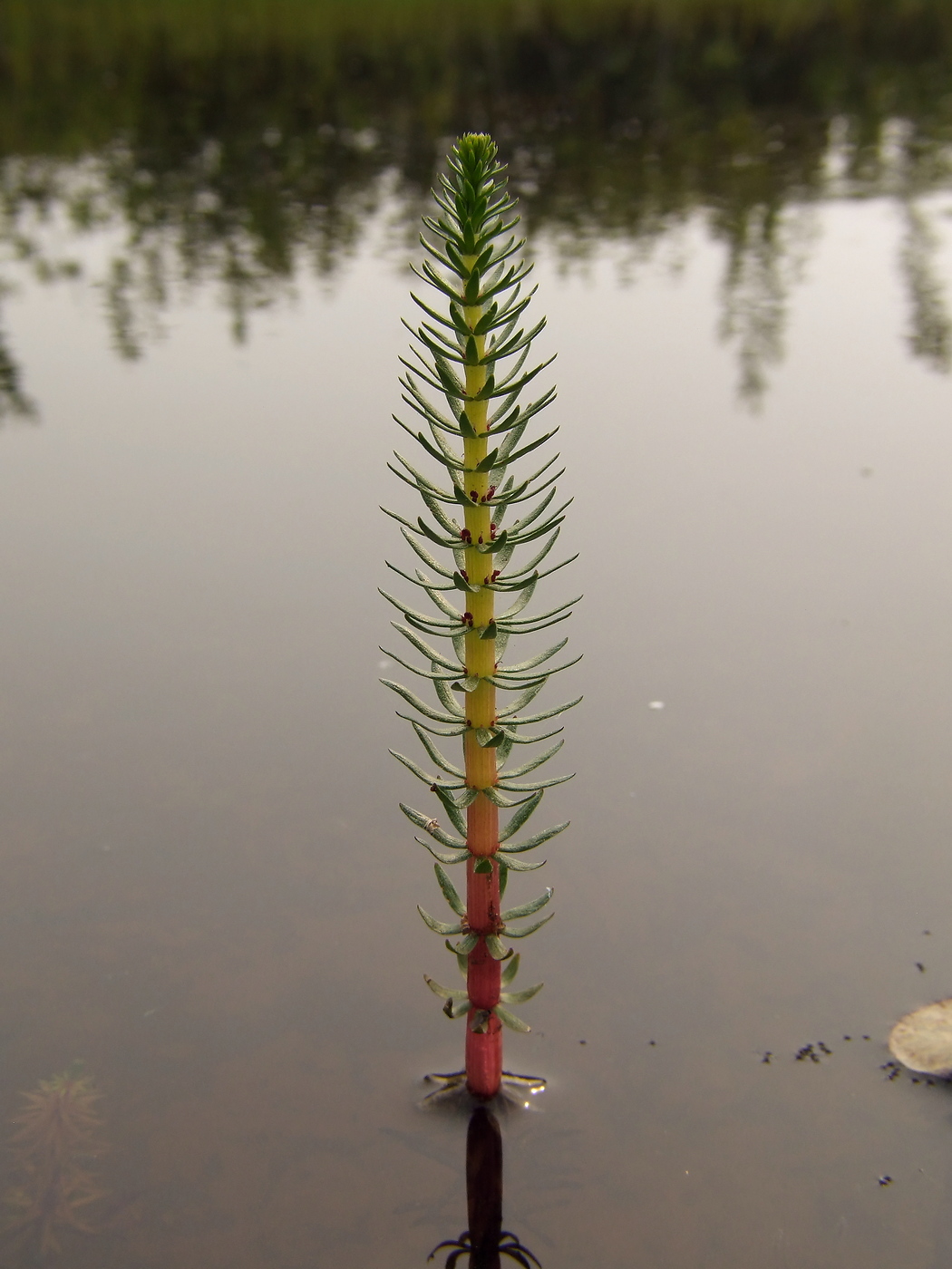 Изображение особи Hippuris vulgaris.