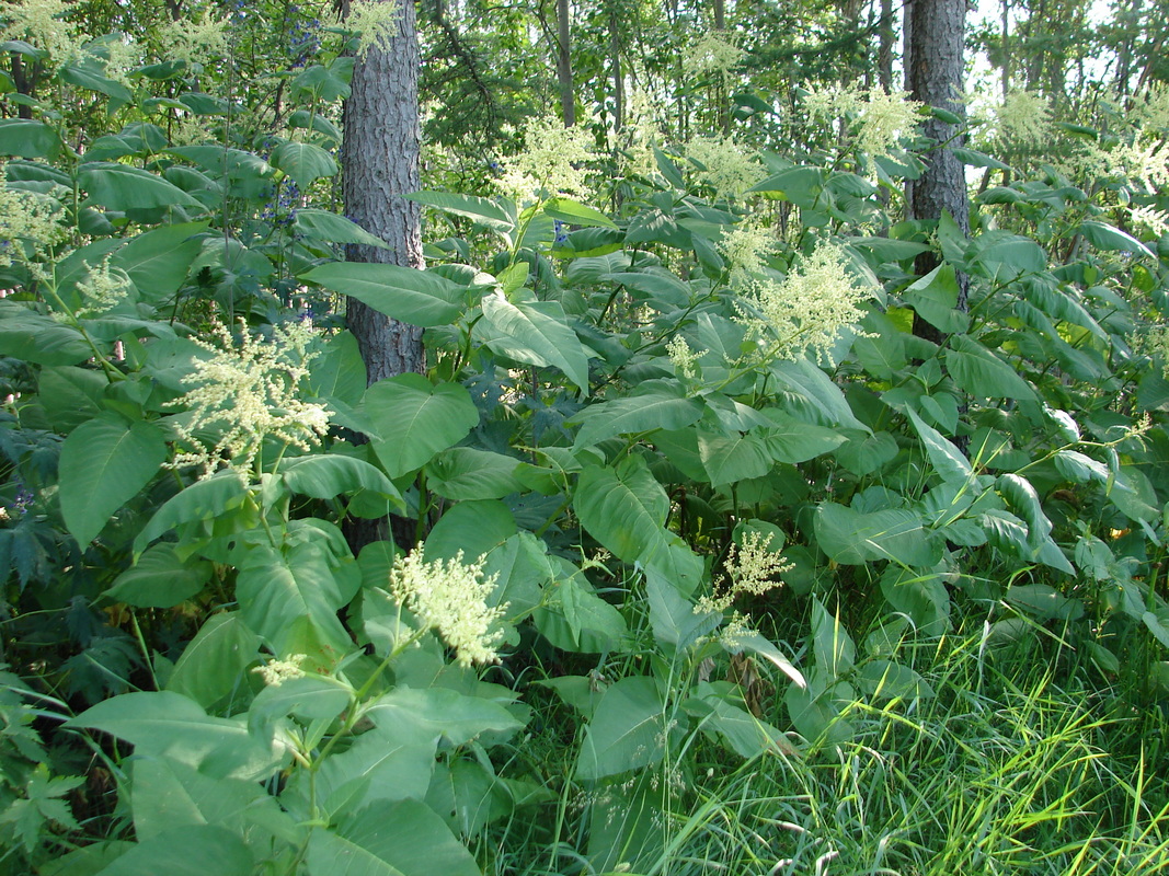 Изображение особи Aconogonon weyrichii.