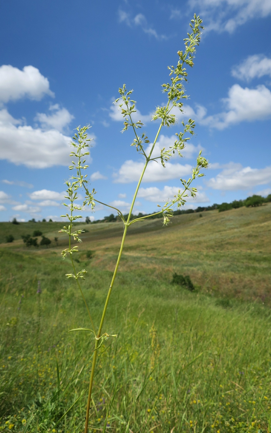 Image of Silene donetzica specimen.