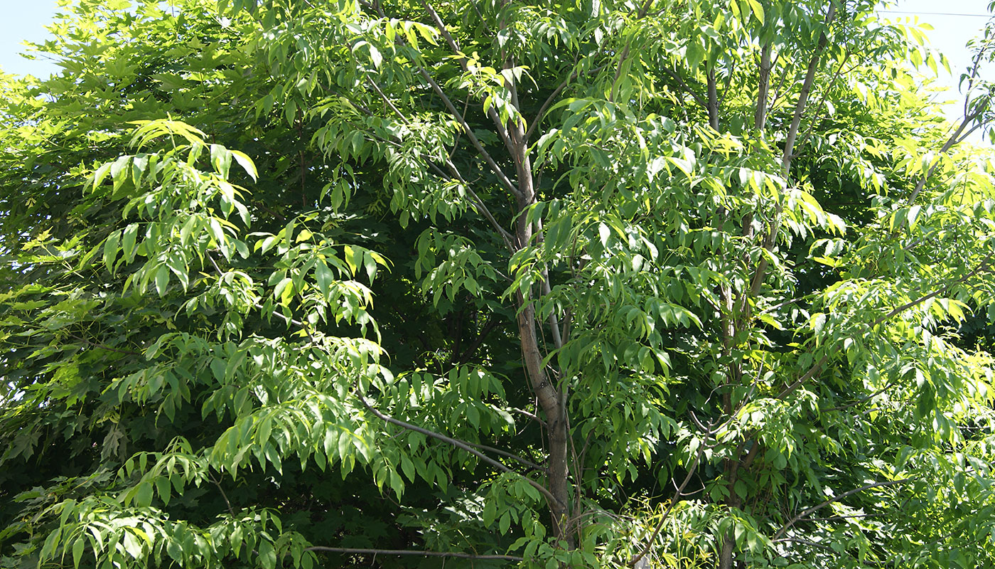 Image of genus Fraxinus specimen.