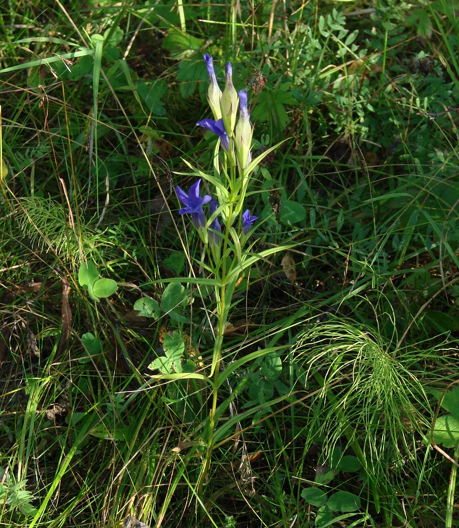 Image of Gentianopsis barbata specimen.