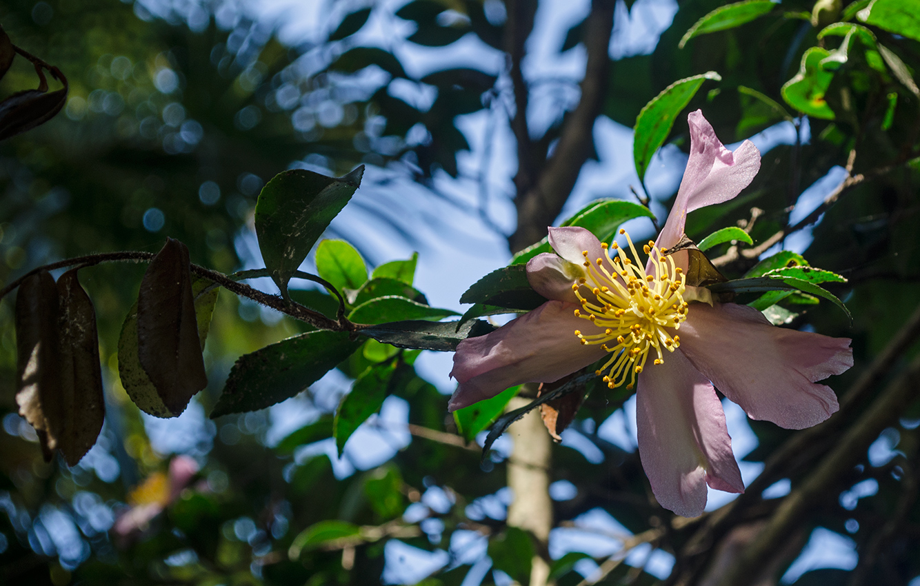 Изображение особи Camellia sasanqua.