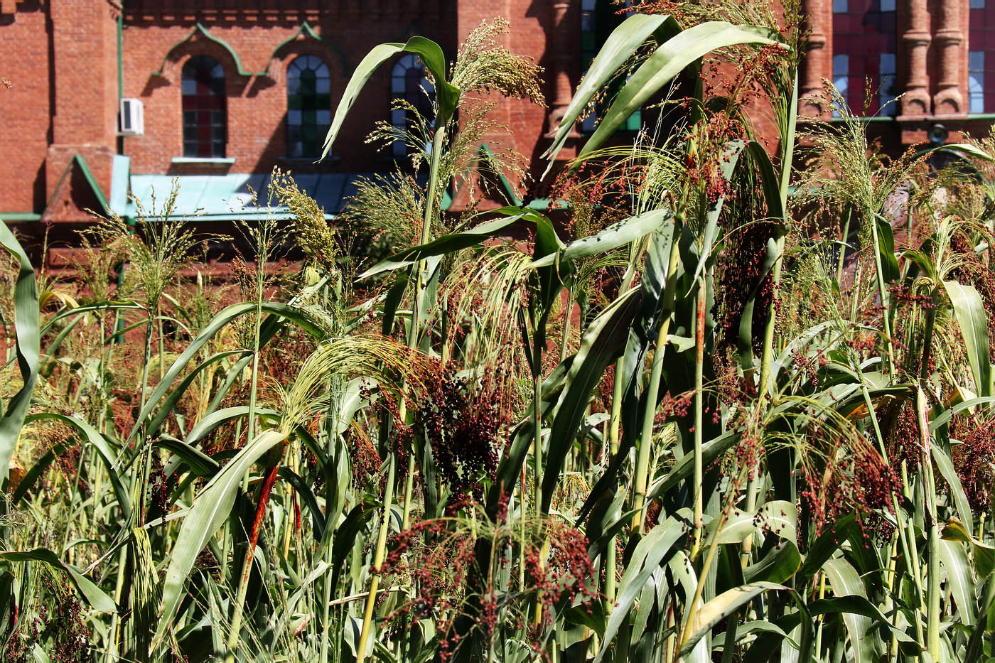 Image of Sorghum saccharatum specimen.