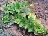 Lysimachia nummularia