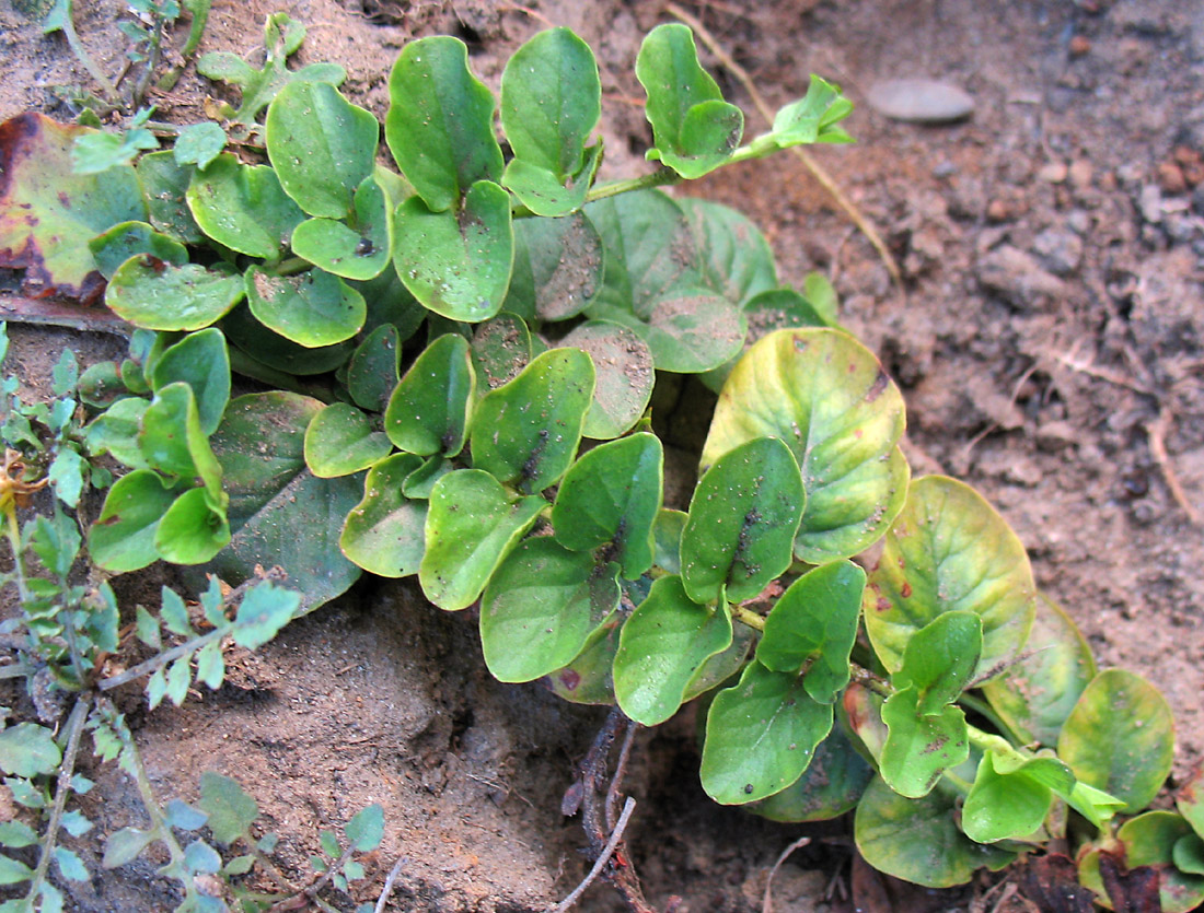 Изображение особи Lysimachia nummularia.