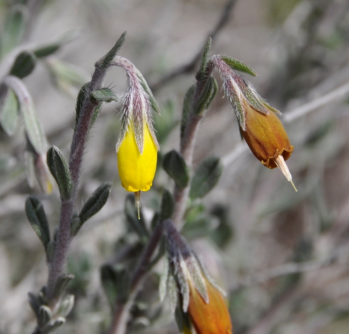 Image of Onosma fruticosa specimen.