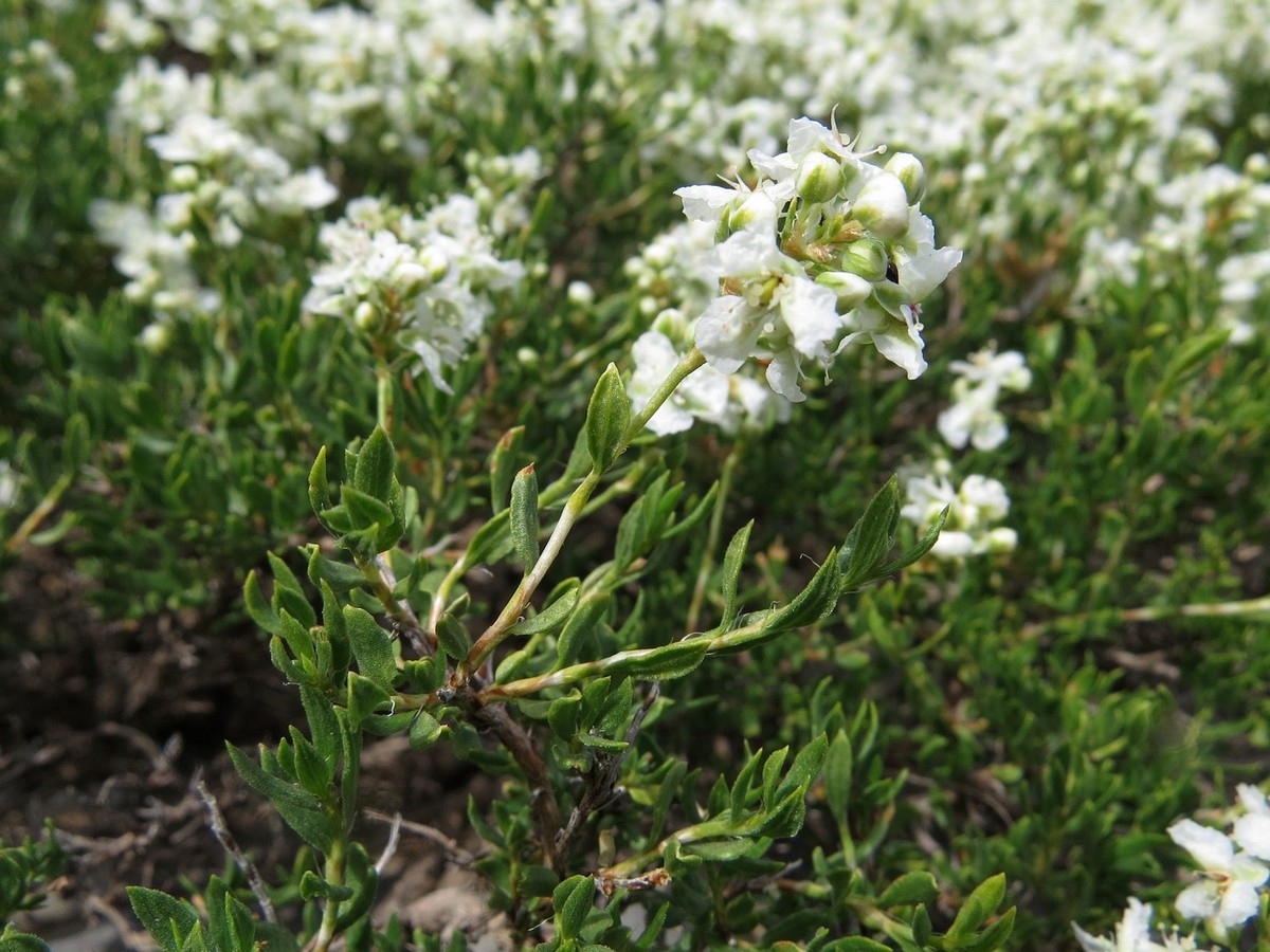 Image of Atraphaxis decipiens specimen.