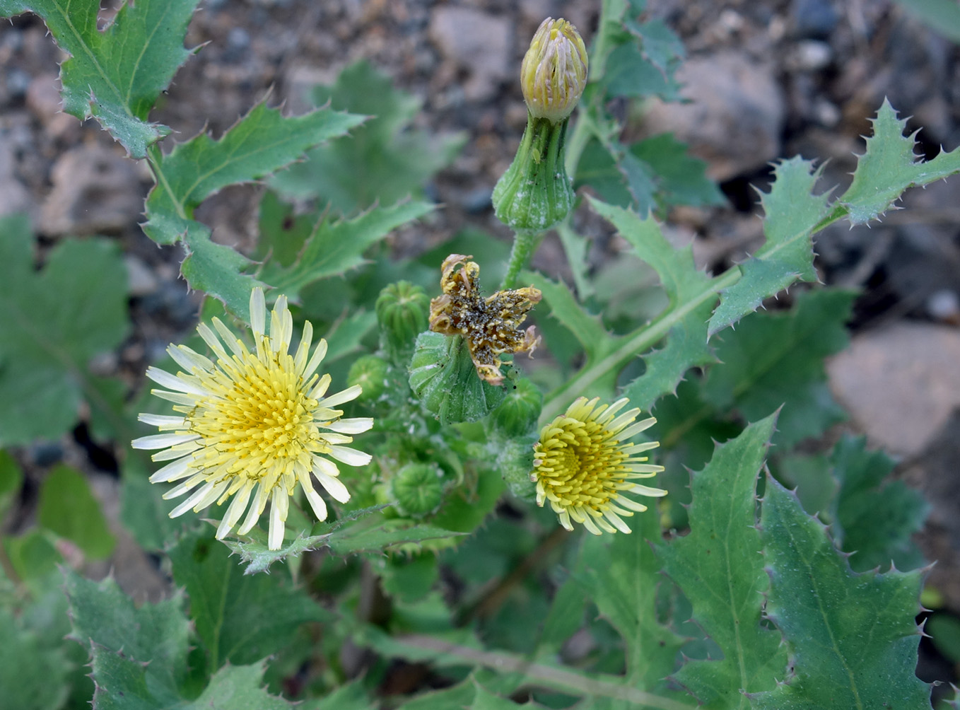 Image of Sonchus oleraceus specimen.