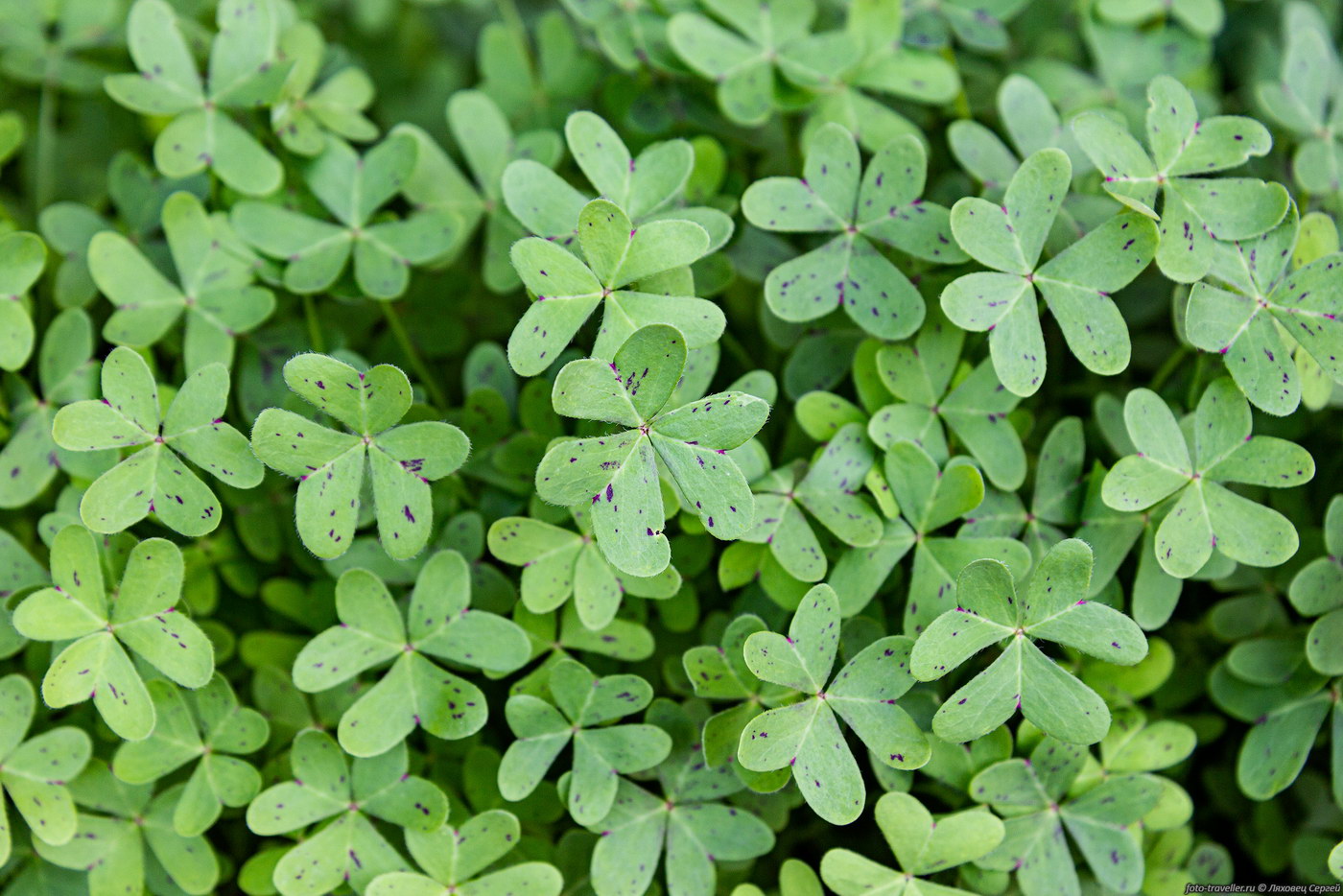 Image of Oxalis pes-caprae specimen.
