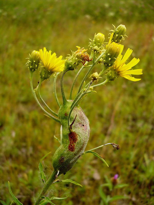 Изображение особи Hieracium umbellatum.