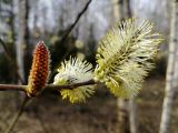 Salix caprea