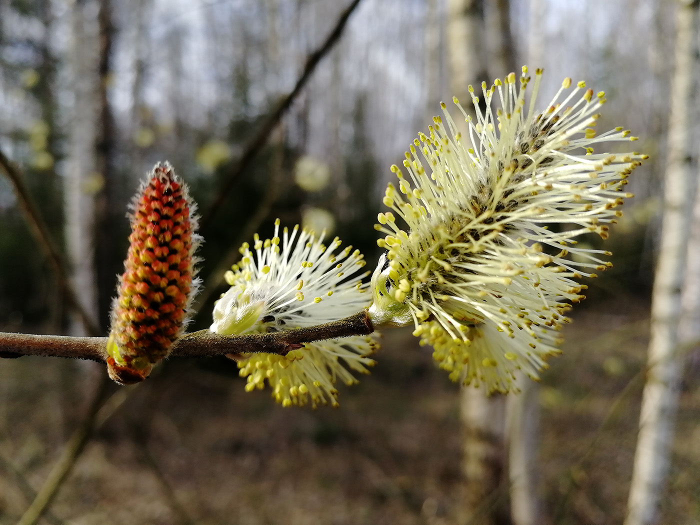 Image of Salix caprea specimen.